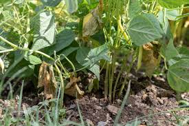 Deshalb ist man, wenn man den genuss selber erleben möchte, auf wirklich gute märkte oder den eigenen garten angewiesen. Buschbohne Pflanzen So Wird Der Anbau Ein Erfolg