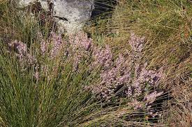 Image result for Erica pleiotricha