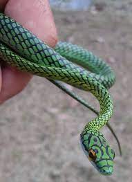 Earth Song Reptiles And Amphibians Reptile Snakes Pretty Snakes