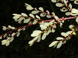 Image result for Sopubia ramosa