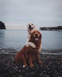 Pin By Irem Biberoglu On Tumblr Post Cute Dogs Golden Retriever Dogs