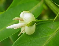 Image result for Kraussia floribunda