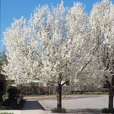 We did not find results for: Do Cleveland Pear Trees Produce Fruit