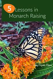 Raising Monarch Butterflies Crazy Organic Mama In 2020 Raising Monarch Butterflies Monarch Butterfly Monarch Butterfly Garden