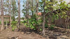 Batang kayu jati punya sifat yang kuat, bertekstur keras, tahan lama, dan tidak mudah mengalami perubahan bentuk akibat cuaca. Vzf76gujmij0wm