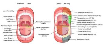 Image result for spinocellular carcinoma of the oral cavity