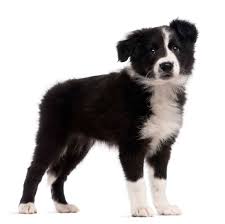 Maybe you would like to learn more about one of these? Best Dog Food For Border Collies Puppy In 2021 Goodpuppyfood