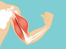 Moreover, bone strength can be defined in different measures because it this muscle is a hard as a rock when flexed. Arm Muscles Anatomy Function Diagram Conditions Health Tips