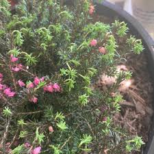 Image result for Erica wildii