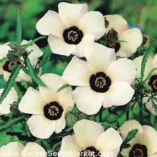 Kerria japonica in the rose family (rosaceae), cultivated as an ornamental. Venice Mallow Flower Of An Hour Seeds Hibiscus Trionum 220 Seeds Garden Seeds Market Free Shipping