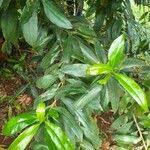 Image result for Warburgia ugandensis