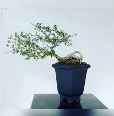 Image result for Premna hans-joachimii