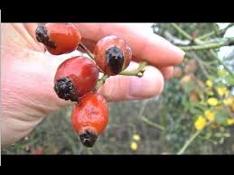 Le Poil A Gratter Cynorrhodon Un Bonheur Pour Votre Sante Plantes Sauvages Comestibles Fleurs Comestibles Plantes Comestibles