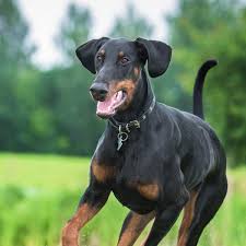 Or advertise your doberman puppies for free. Doberman Pinscher Petfirst