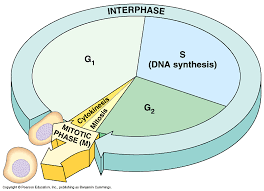 Interphase In The Cell Cycle Is Composed Of A System