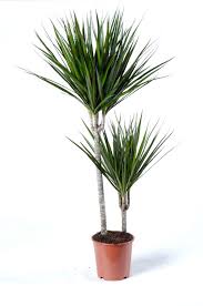 Per mantenere l'umidità richiesta dalle piante da appartamento ti basterà vaporizzarle di tanto in tanto con dell'acqua. Dracaena Marginata O Tronchetto Della Felicita Cossarigarden