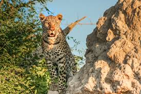 We did not find results for: The Best Of Moremi Game Reserve And Chobe National Park 1