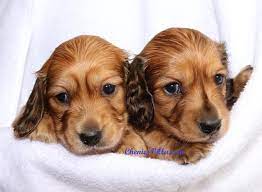Cheniesvilla A Breeder Of Pedigree Long Haired Miniature Dachshund Puppies For Sale