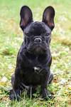 Pure Black - BlueHaven French Bulldogs