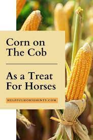 Corn On The Cob As A Treat For Horses Helpful Horse Hints