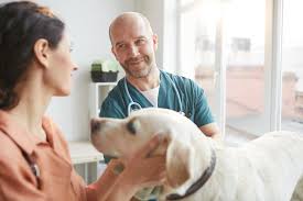 How Veterinary AI Can Strengthen the Human–Animal Bond – Keeping It Personal