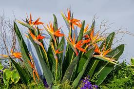 Image result for Strelitzia