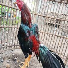 Ayam bangkok yang memiliki bentuk kaki kecil dan jari yang panjang lebih pedas dan menyakitnya jika mengenai tubuh ayam tandingnya.sehingga,ia akan lebih mudah kesakitan dan tak lama kemudian juga bisa di pastikan tumbang. Kumpulan Beritaayam Pukul Saraf Hari Ini Lentera Inspiratif