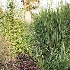 Image result for Aizoon virgatum