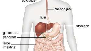 Parts of the body, human body parts: Human Digestive System Description Parts Functions Britannica