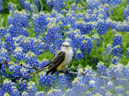 Birds Of Texas Hill Country Pictures Scissor Tail Flycatcher In Bluebonnets Near Ennis Tx Pretty Birds Texas Hill Country Mysterious Places