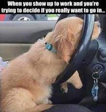 Feature Funny Animal Memes Funny Pictures Funny Dogs