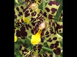 Image result for Ansellia