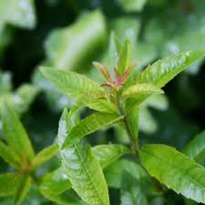 Image result for Aloysia citrodora