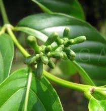 Image result for Morinda lucida