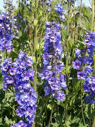 La bugola o erba di s lorenzo è una pianta di tipo perenne che si sviluppa come tappezzante. Speronella Delphinum Il Fiore Della Serenita Ifioridimark Giardinaggio Fai Da Te Piante Da Appartamento Piante Giardini Girasoli Fiori Rose Arredo Terrazzo Tulipani