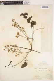 Image result for Clematis hirsuta