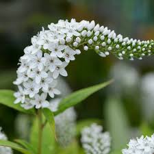Image result for Lysimachia angustiloba