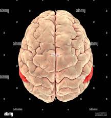 Angular gyrus hi-res stock photography and images - Alamy