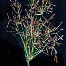 Image result for Cyperus denudatus