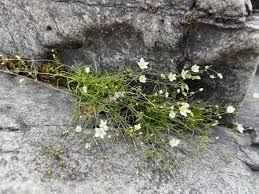 Image result for Sagina abyssinica