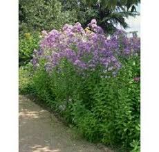 Campanula Lactiflora Loddon Anna Zvonek Sirokolisty K9 Plants Campanula