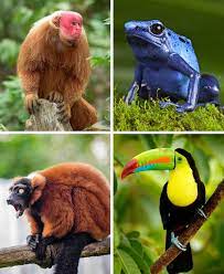 Human intervention has positive and negative consequences for people and clearing rainforest threatens the survival of many plant and animal species and can lead to serious environmental degradation. 11 Things That Will Happen To Our Planet If The Amazon Rainforest Burns Down Completely