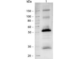 Unless otherwise stated in our catalog or other company documentation accompanying the product(s), our products are intended for research use only and are not to be used for any other purpose, which. Anti Goat Secondary Antibodies Www Antibodies Online Com