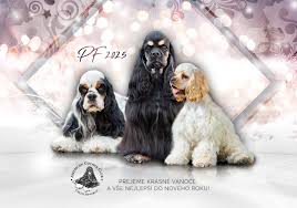 Image result for americký kokršpaněl