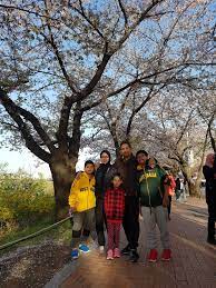 Korea indonesia couple | autumn 2019 kvlog. Travelog Masni Korea Bercuti Pada Musim Bunga Cherry Blossom Berkembang