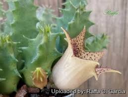Image result for Huernia longituba