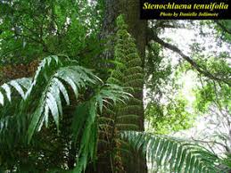 Image result for Stenochlaena