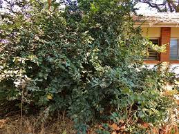 Image result for Antidesma vogelianum