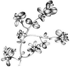 Add water to the bowl, swoosh the leaves around, and drain. Purslane Forgotten Rare And Hardly Known Lettuce Greens A Curious History Of Vegetables Aphrodisiacal And Healing Properties Folk Tales Garden Tips And Recipes Wolf D Storl