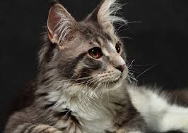 Mengenal ras kucing maine coon maine coons adalah kucing terbesar dari semua ras kucing domestik. Mengenal Kucing Maine Coon Si Gentle Giant Yang Menawan Ruberuky